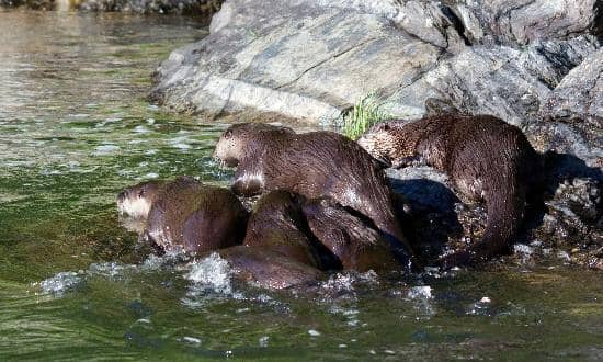Abundant Wildlife Sightings
