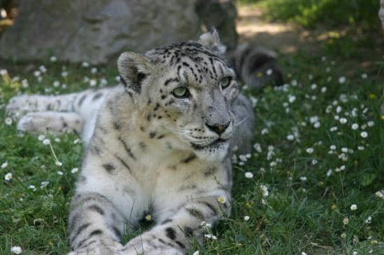 Diverse Animal Collection