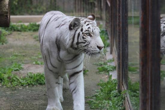 White Tigers