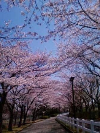 Kawasemi Roller Coaster