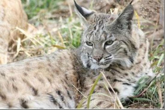 provided by: Cosley Zoo