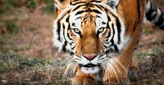 Tigers!