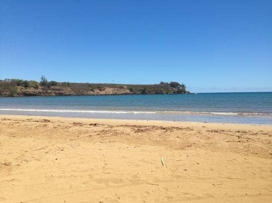 Abundant Shells & Critters