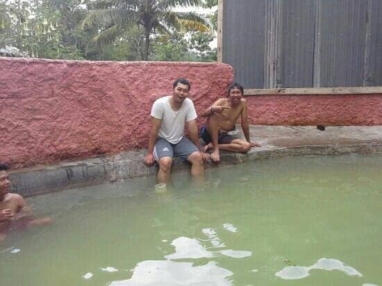 Tranquil Pine Forest