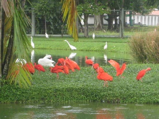 Flamingo Pond