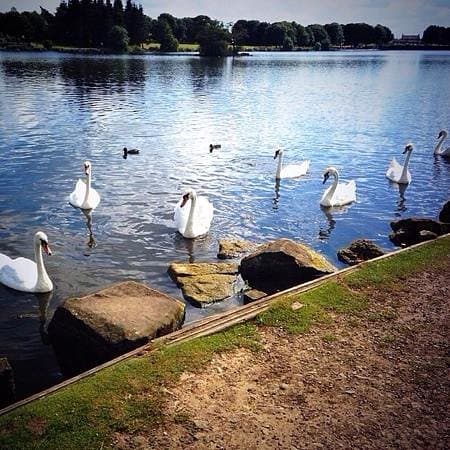 swans
