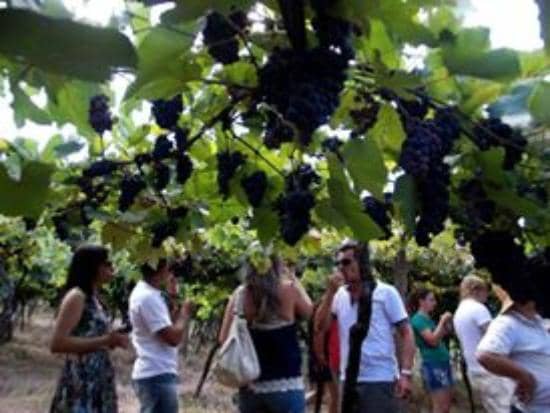 Award-Winning Wine Tasting