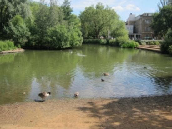 Pond life