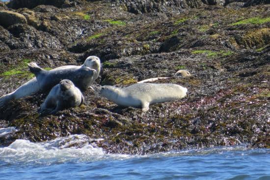 Marine Life Spotting