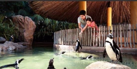Penguin Cove