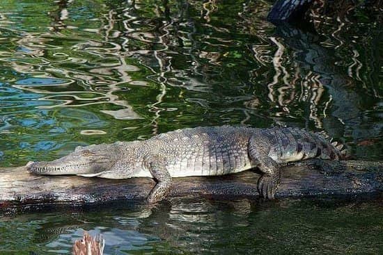 Crocodile Nursery Visit