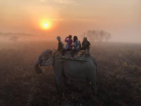 Elephant Safari at Dawn
