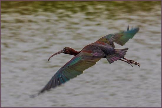 Birdwatching Paradise