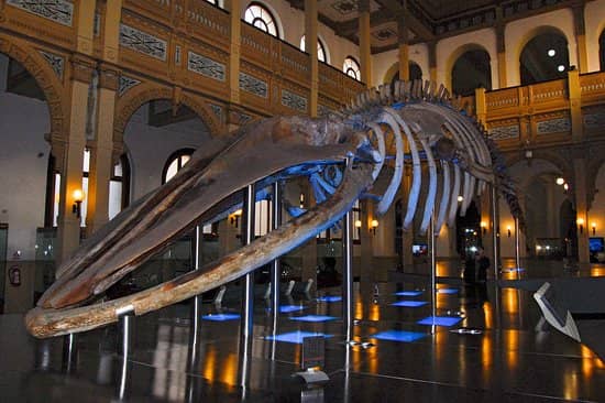 Whale Skeleton