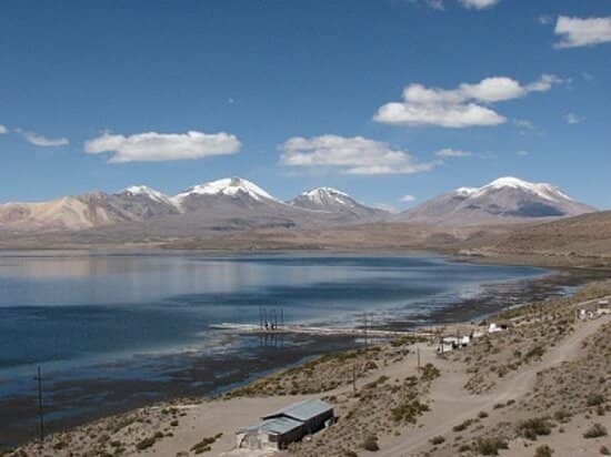 Altiplano Wildlife