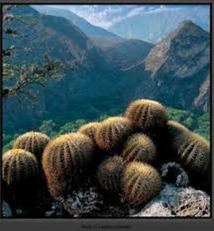 La Barranca de Metztitlán Un lugar privilegiado con diversidad de flora cactácea con impresionantes estructuras geológicas y paisajes impresionantes