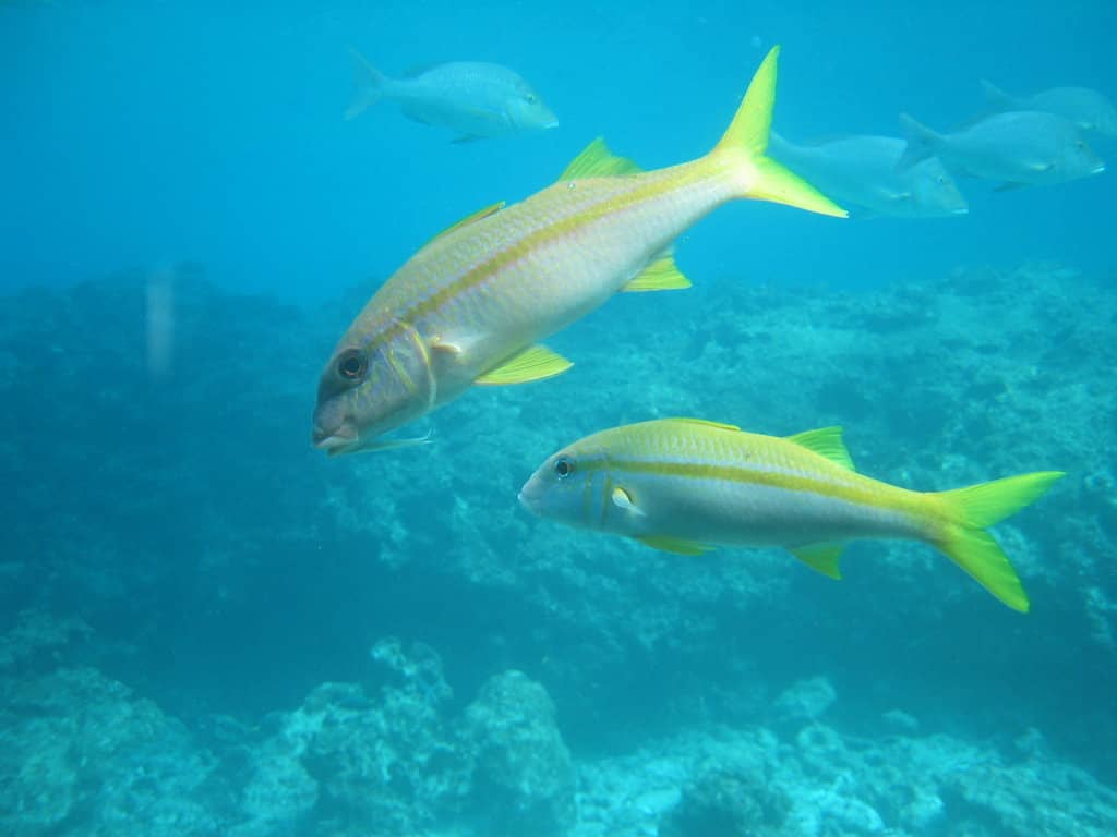 Glass-Bottom Boat Ride