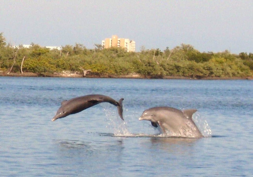 Dolphins play on Kayak Tour
