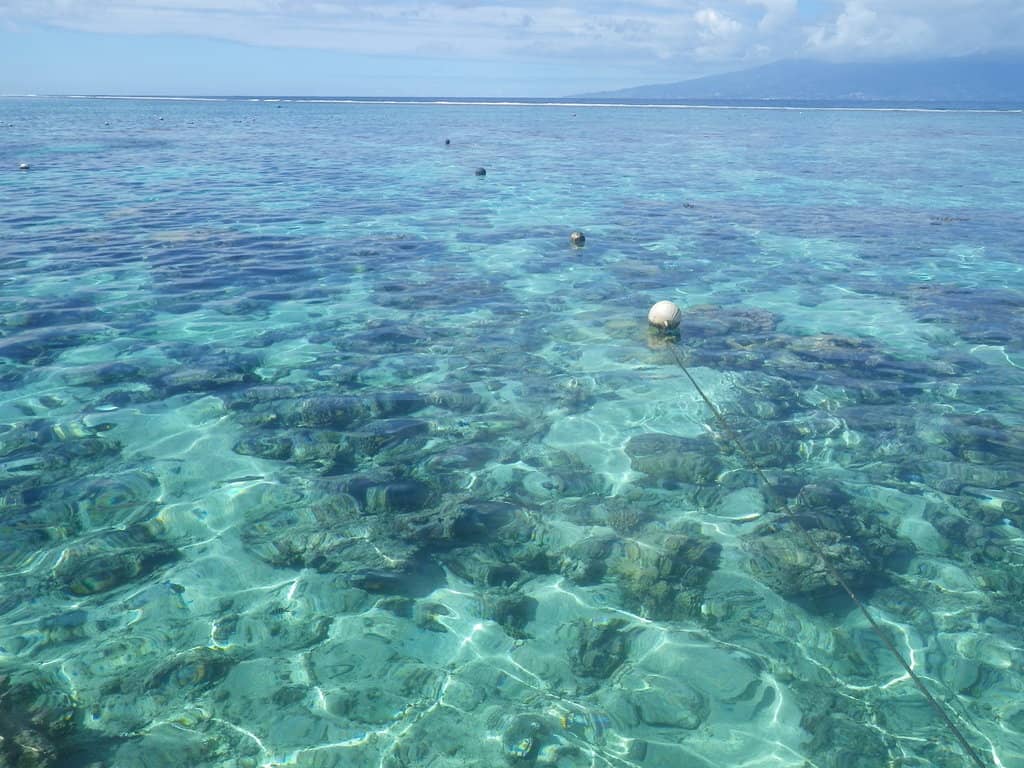 Vibrant Coral Gardens