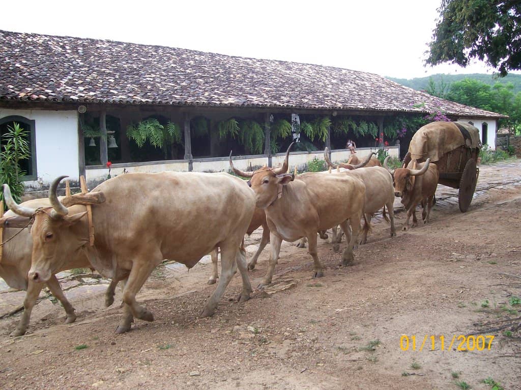 Café Sertanejo Experience