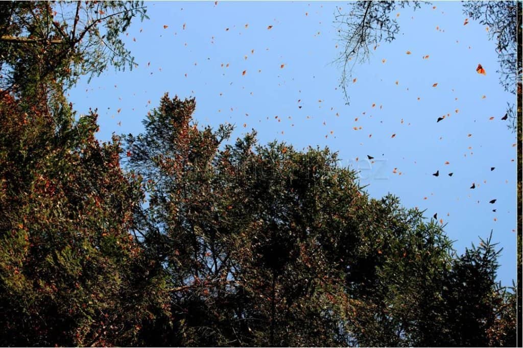 Horseback Riding Option