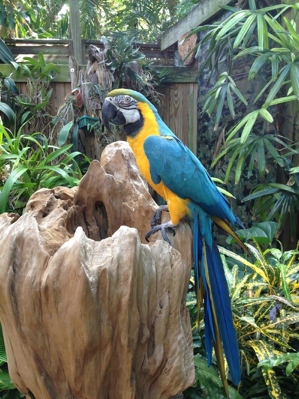 Trying to get this one to spread its wings for the camera.