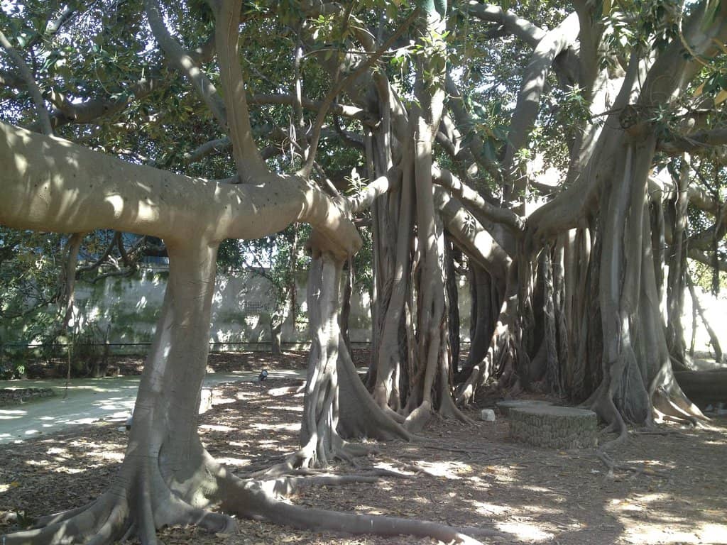 Ancient Plane Trees