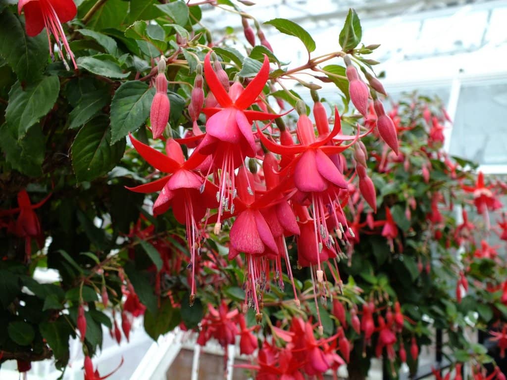 Exotic Plant Collection