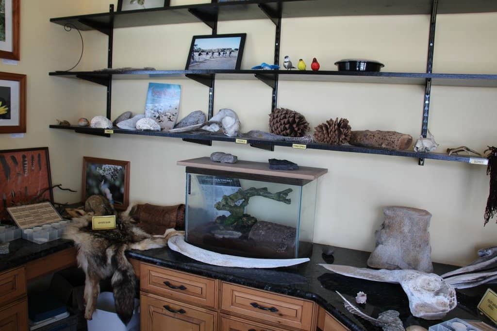 Monarch Butterfly Migration