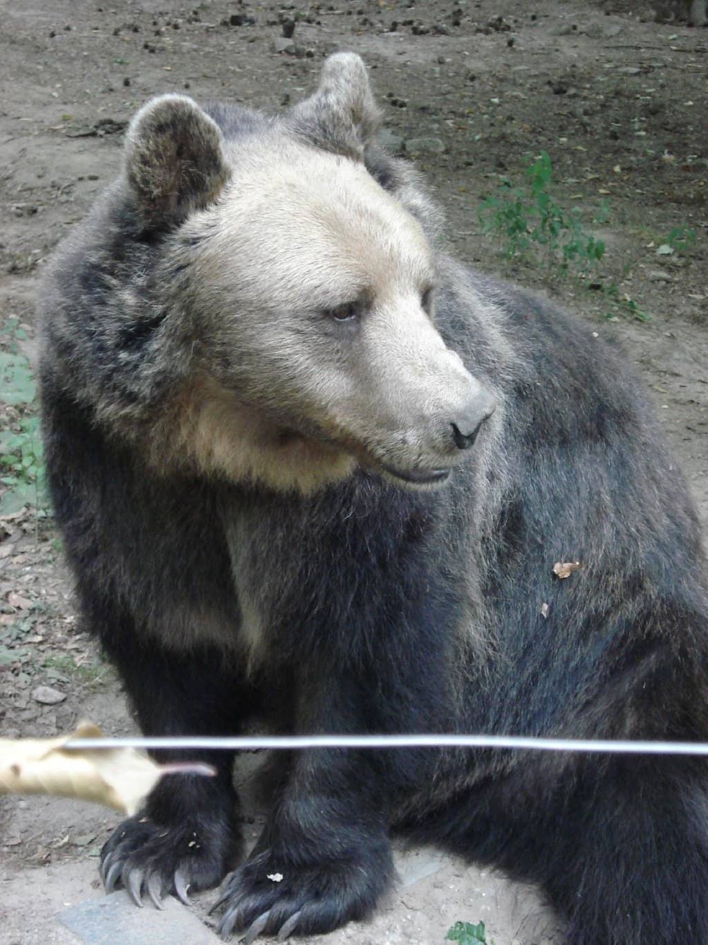 Enrichment Activities