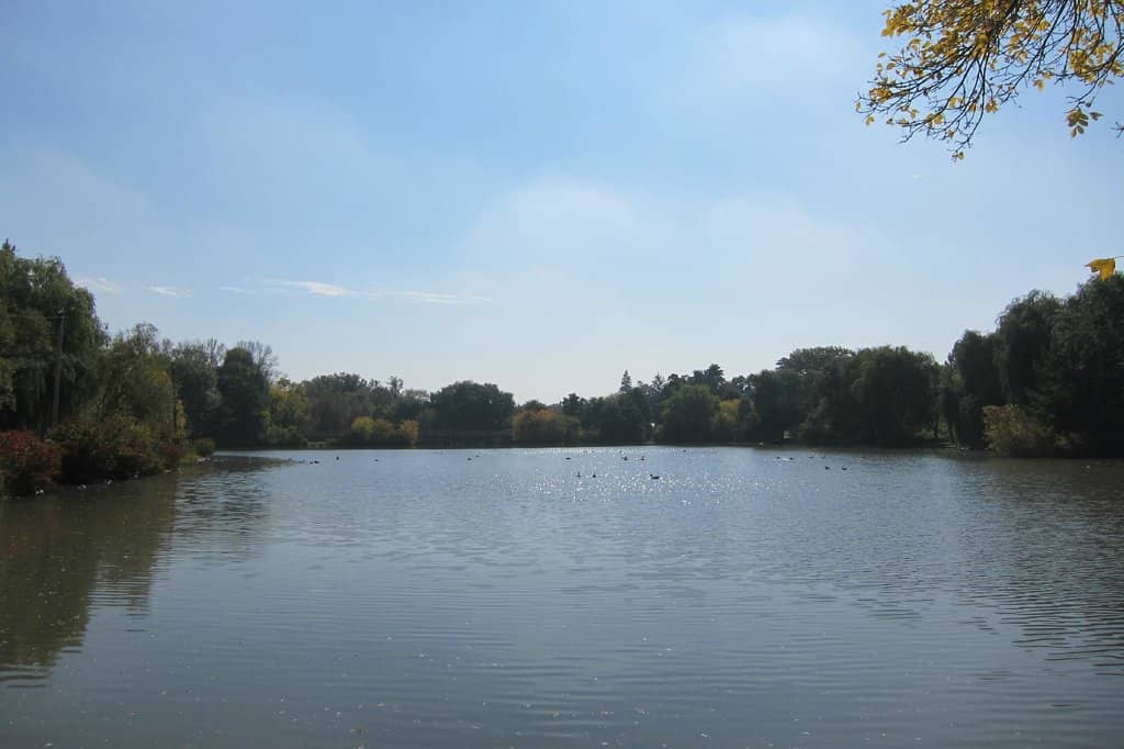 Canada Geese & Wildlife