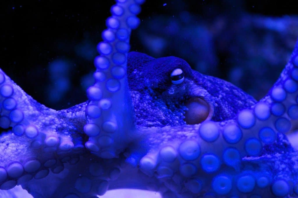 octopus in the evening