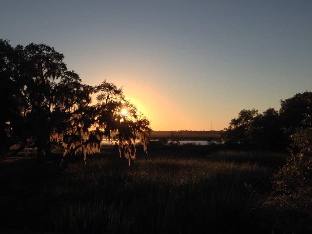 The Iconic Spanish Moss