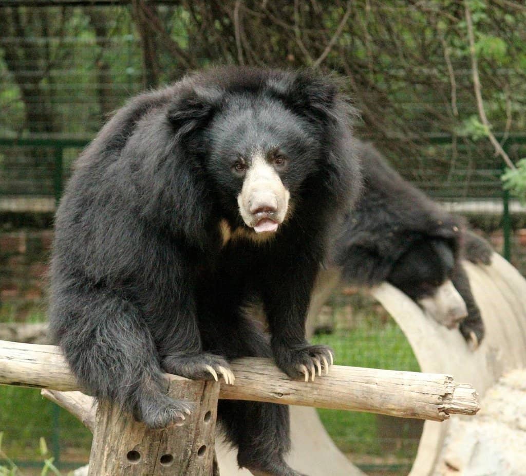 Caretaker Interactions