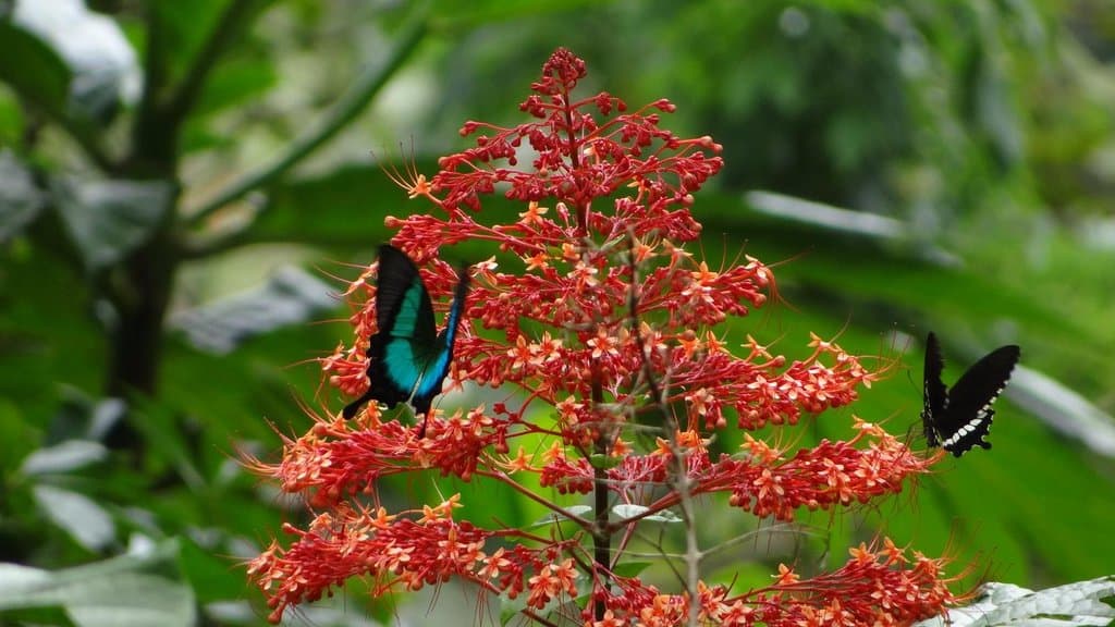 Banded peacock and common Mormon butteflies