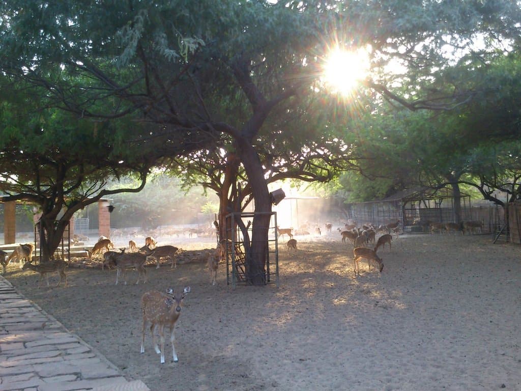 Umaid Garden