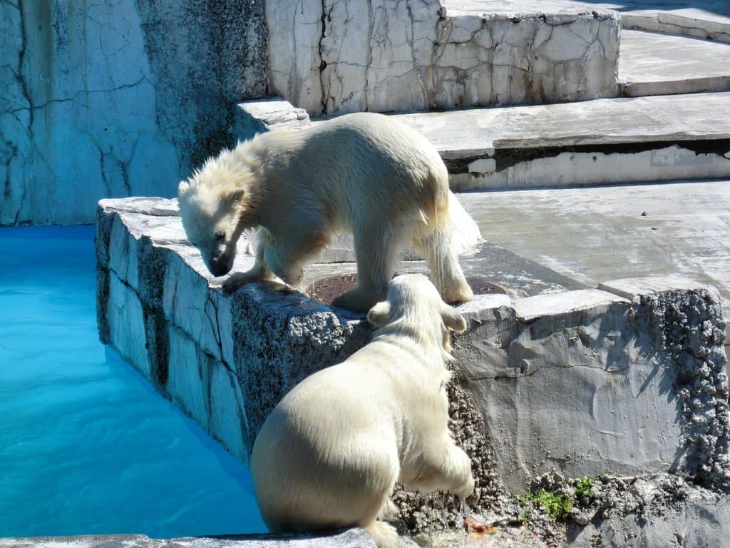 しろくまの双子