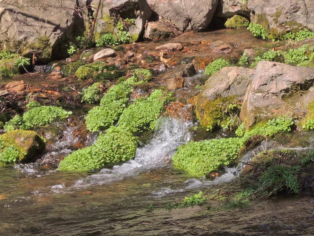 Scenic Walking Trails