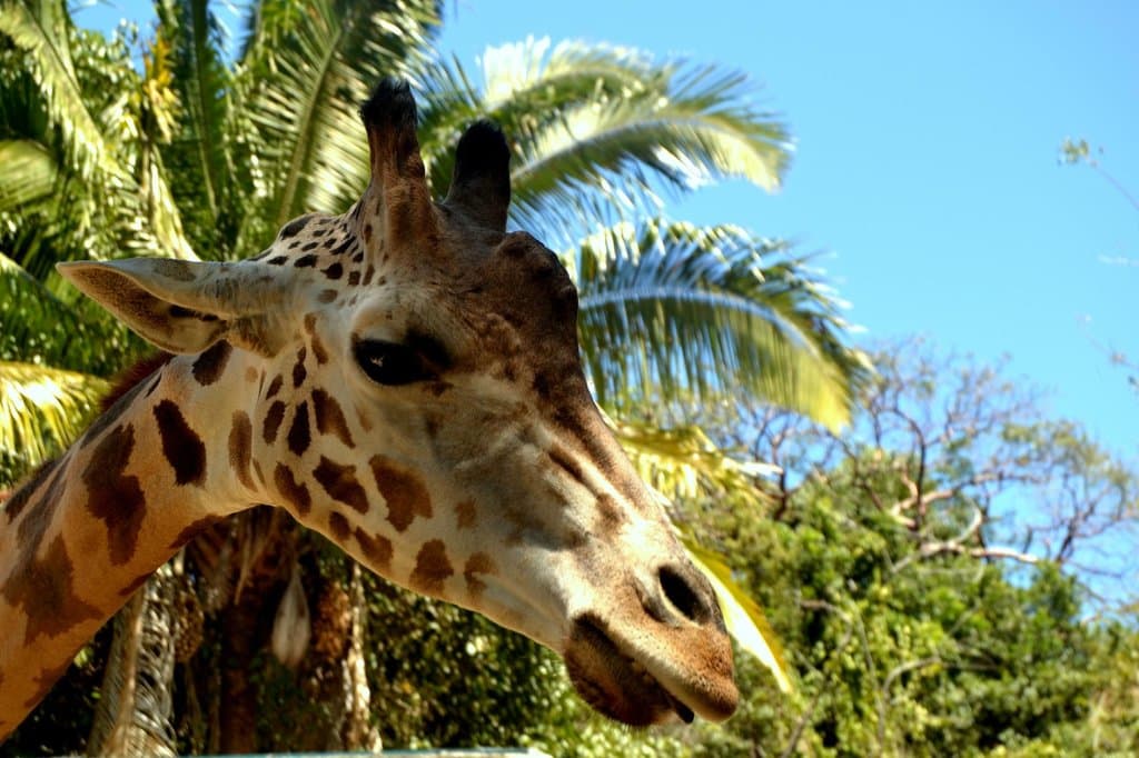 Friendly giraffe