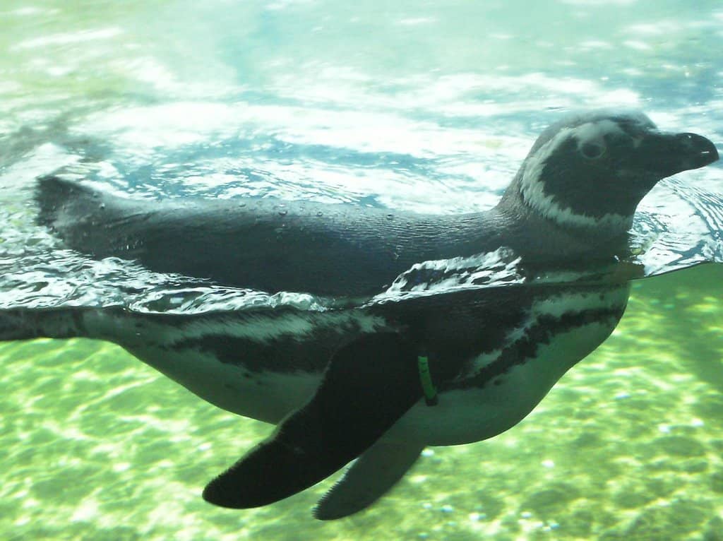 Dinosaur Discoveries