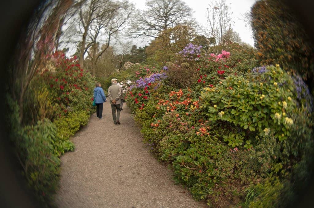 Azalea and Rhododendron Walks