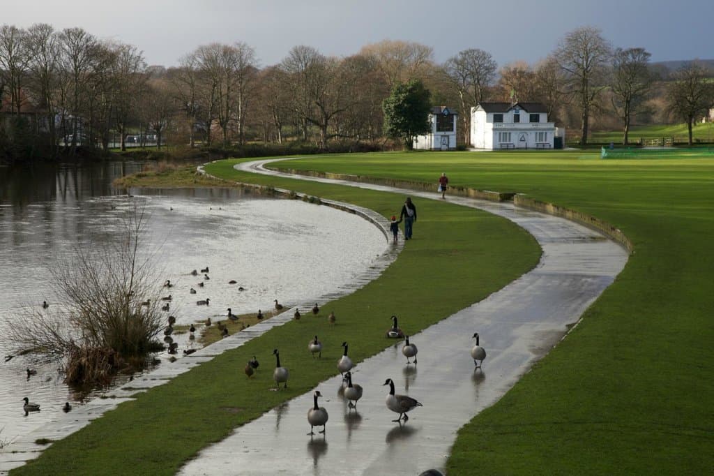 Ducks love it