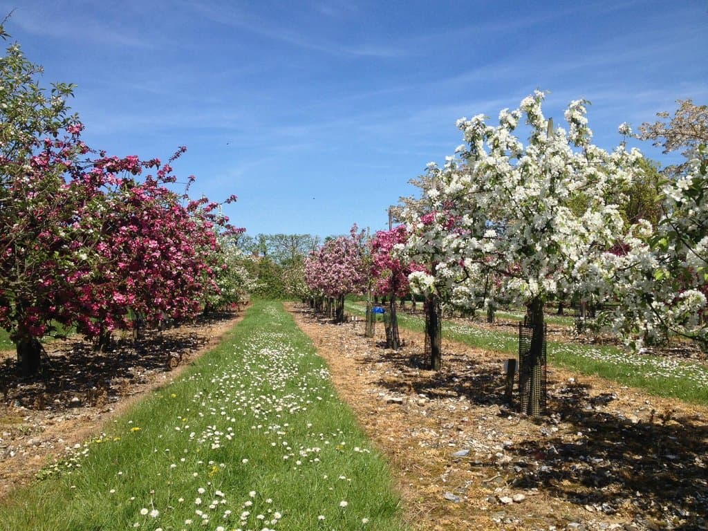 Crab apple trees in bloom