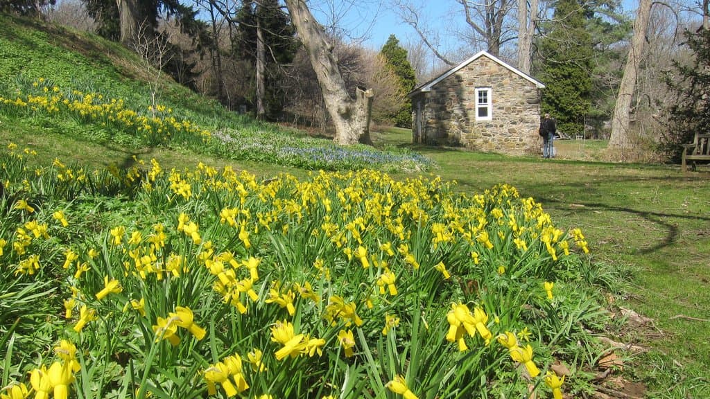Daffodils in bloom.