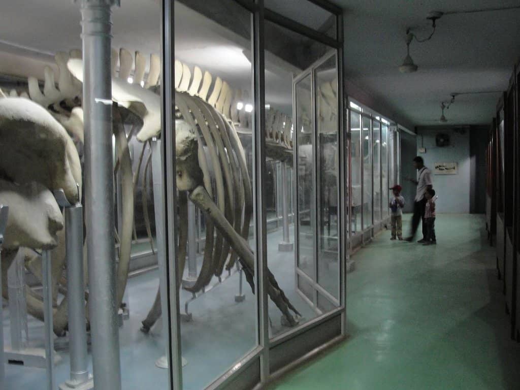 International Art Collection