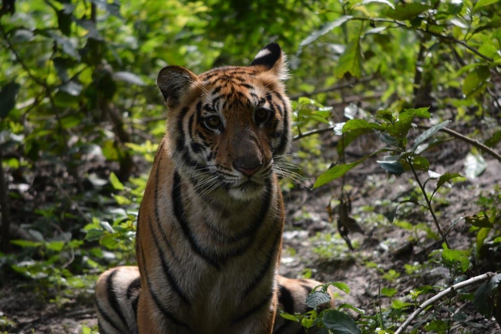 TIGER