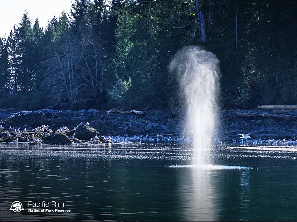 K'apsiik Tas'cii Trail