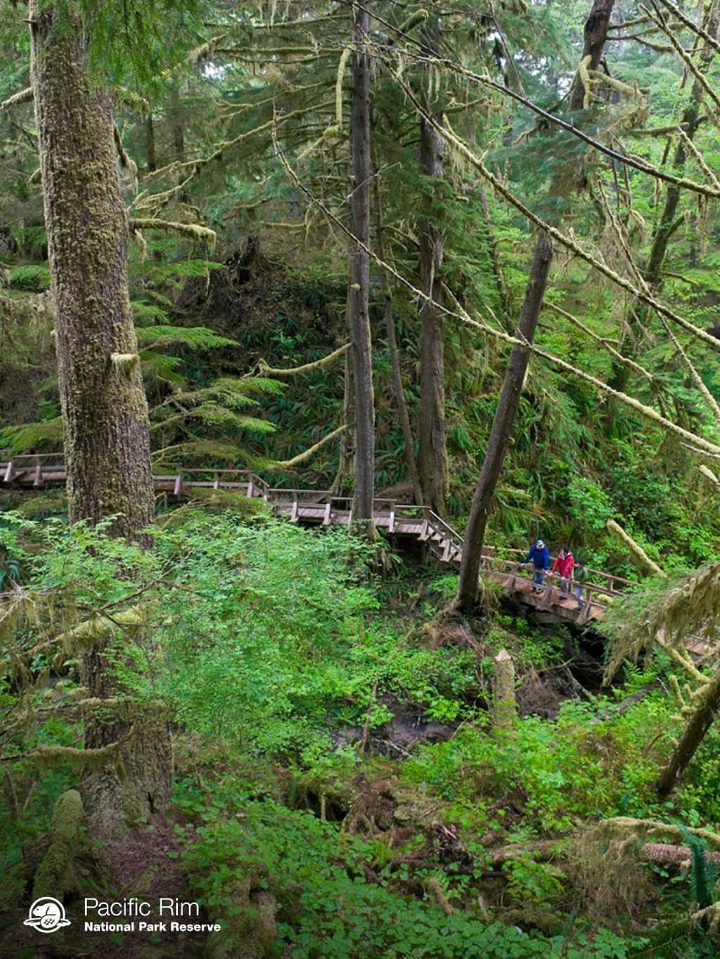 Moss-Draped Giants