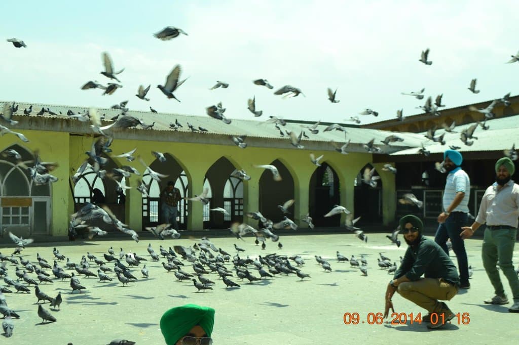 the birds feeding at shrine