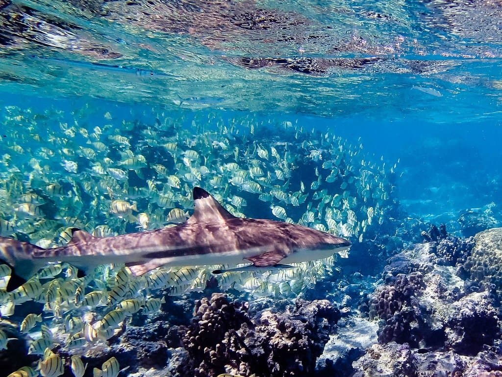 Snorkeling at Lagoonarium, Moorea